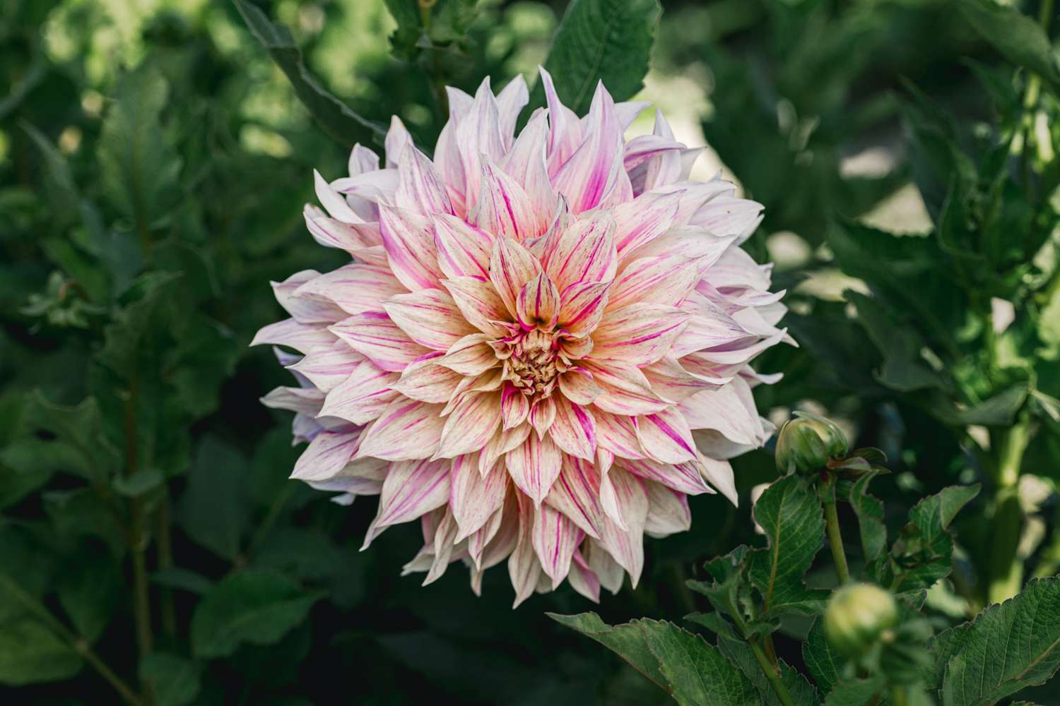 Dahlie 'Cafe au Lait Twist'